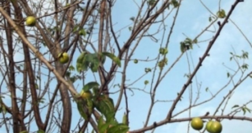 Алча преподнесла сюрприз в ноябре