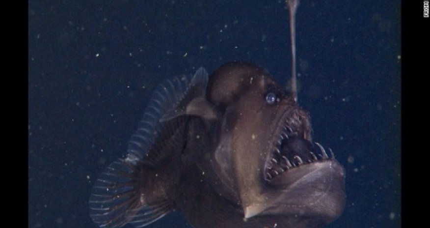 The elusive Black Seadevil is finally ready for its closeup - VIDEO