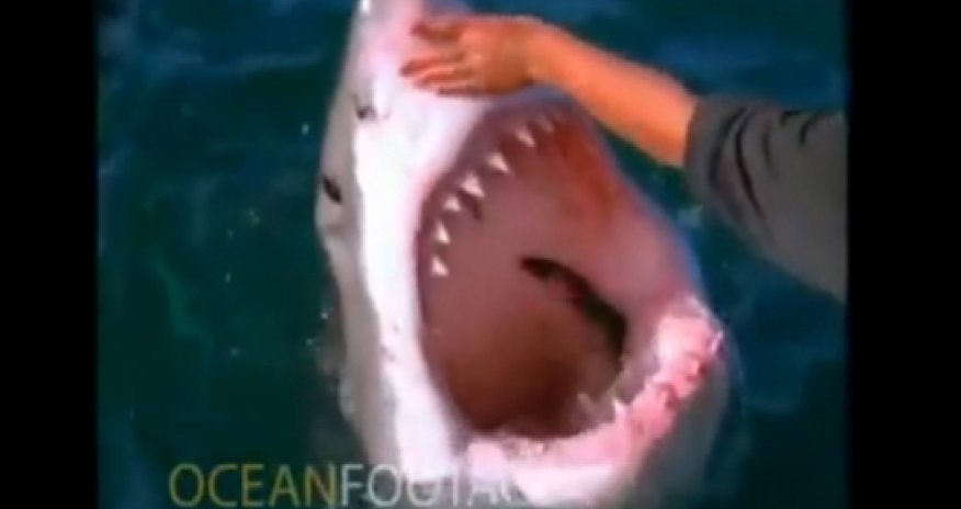 Рыбак "приручил" гигантскую акулу- ВИДЕО