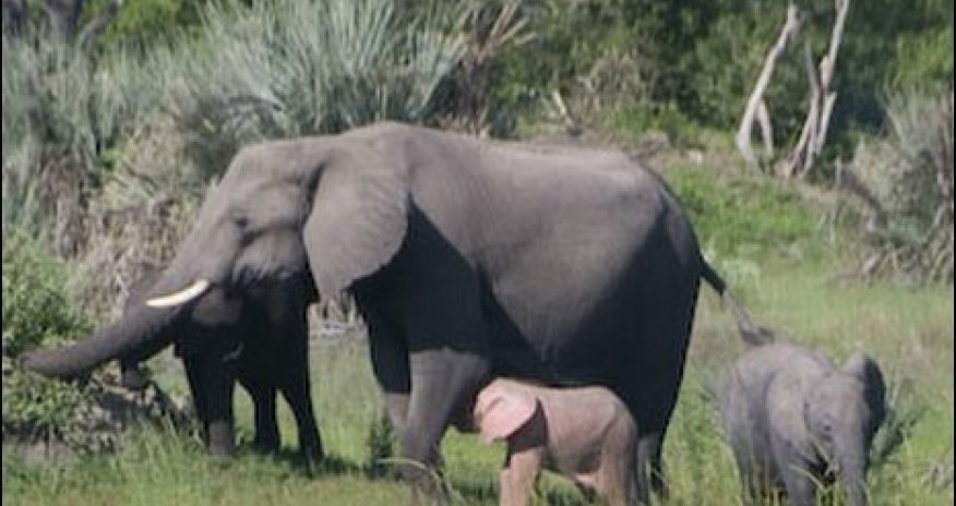 Pink elephant is caught on camera - PHOTO
