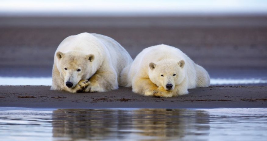 Arctic sunset bathes family of polar bears - PHOTO