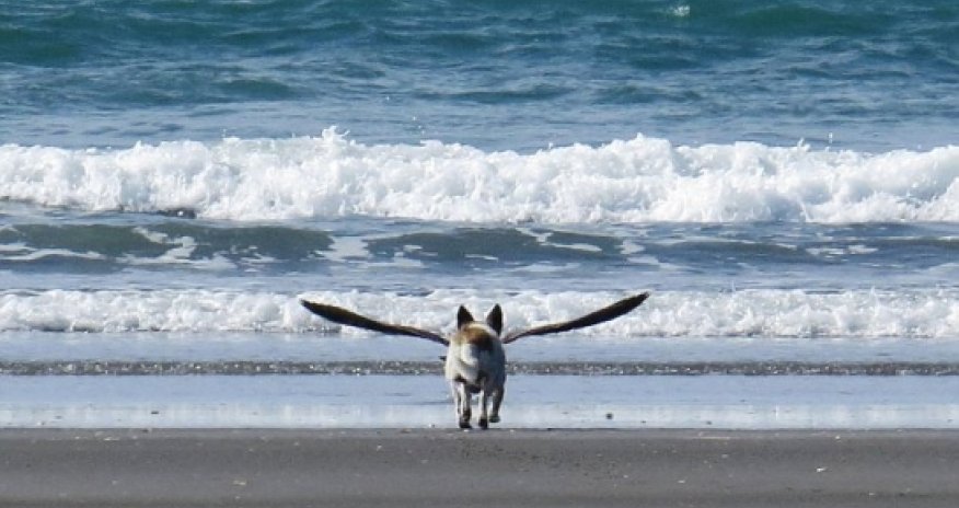 Is it a bird? Is it a dog?