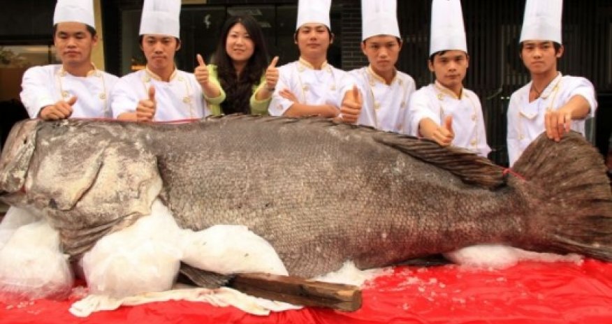 Fishermen catch giant grouper weighing 341.5 kilograms PHOTO