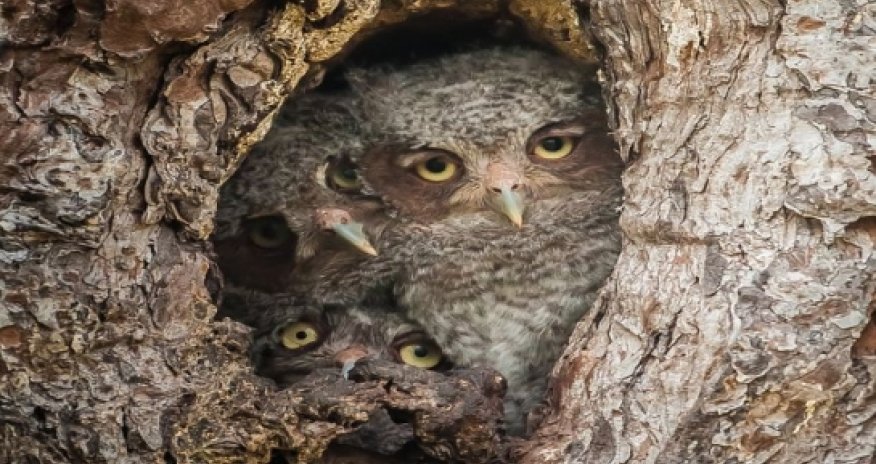 Owl be seeing you - PHOTO