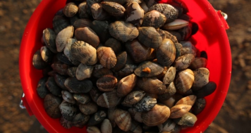 Bungling scientists kill world’s oldest creature