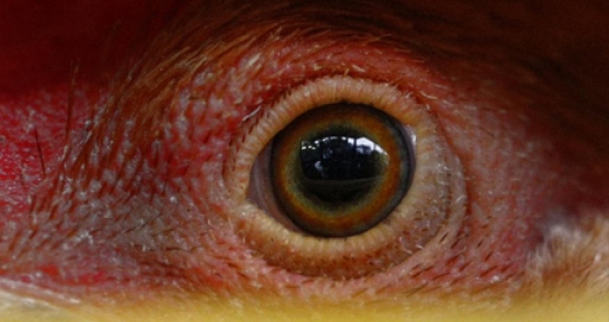 Bird flu strain infects human for 1st time