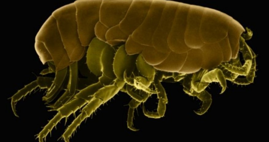 Researcher finds a flea living in her FOOT
