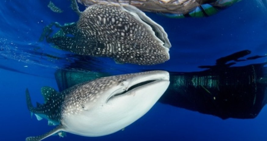 Text message saves trapped whale shark