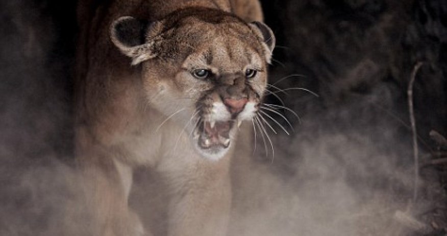 Tinseltown's most reclusive star is finally photographed - PHOTO