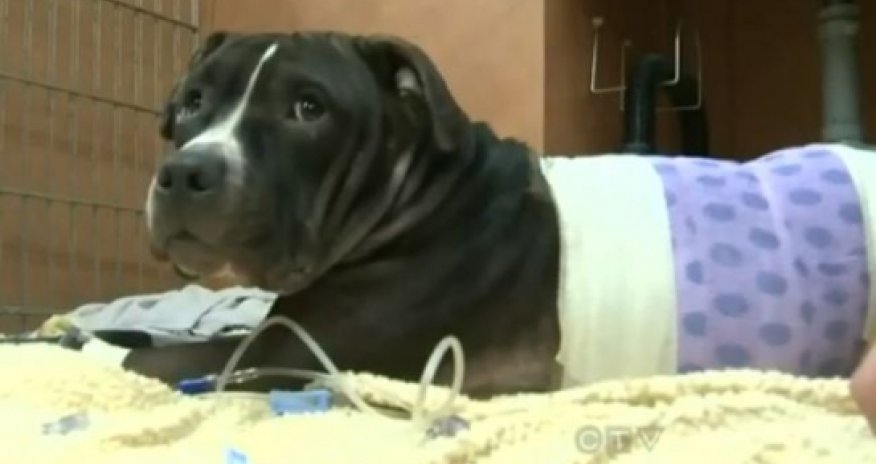 Mystery donor pays for hero dog’s vet bill