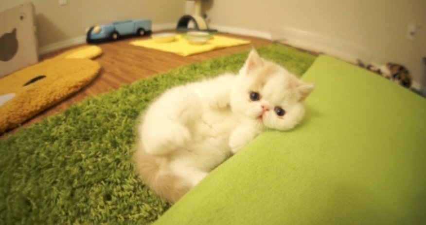 Cute kitten barks like a dog VIDEO