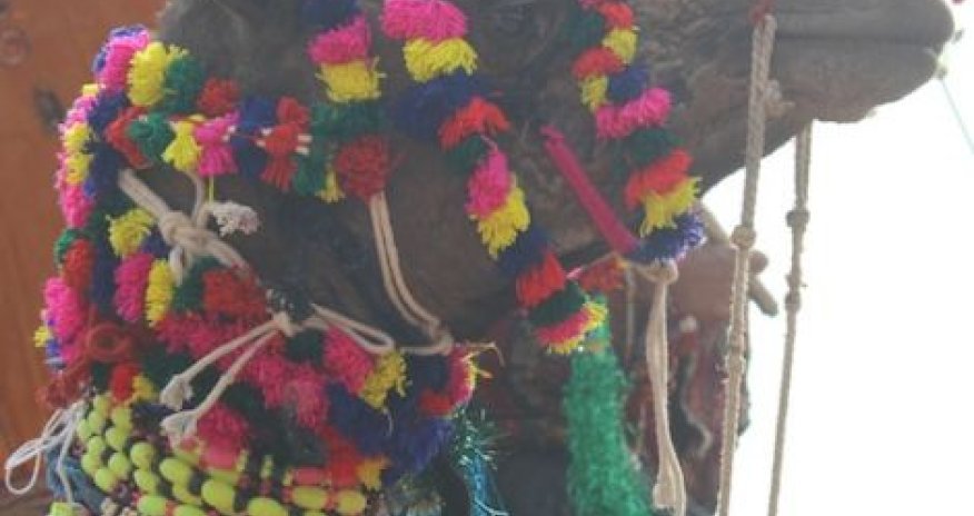 Indians bedeck camels in beads and jewelry to find the world's prettiest - PHOTO