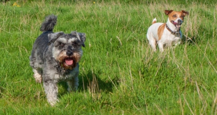 Dog wipes its paws on doormat before coming into the house VIDEO