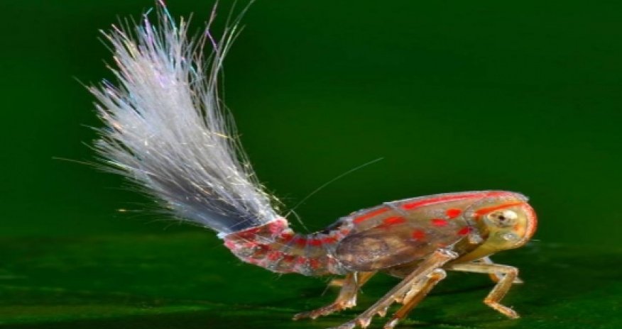 Bizarre bug that looks like a TROLL