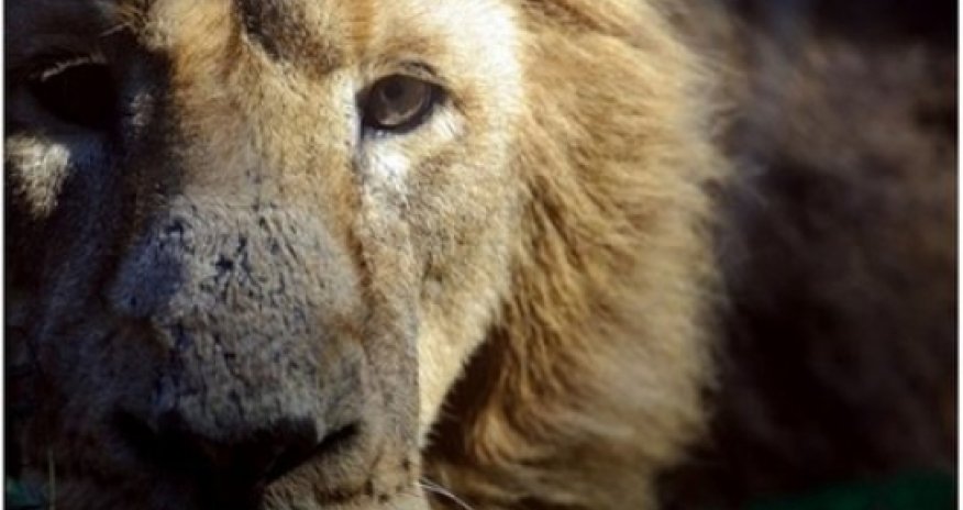 Zoo shock as lion kills lioness - VIDEO