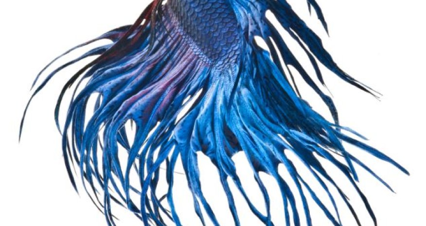 Phenomenal portraits of Siamese fighting fish - PHOTO