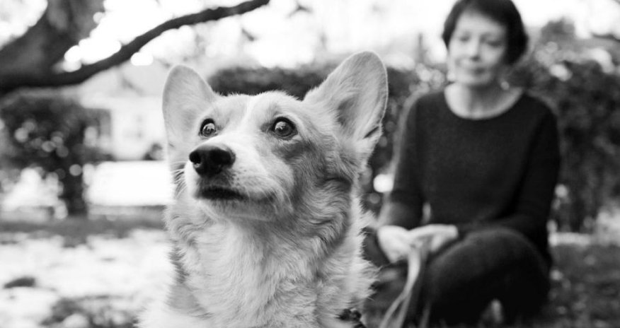 Heart-breaking pictures of ill pets with their loving owners before they die - PHOTO