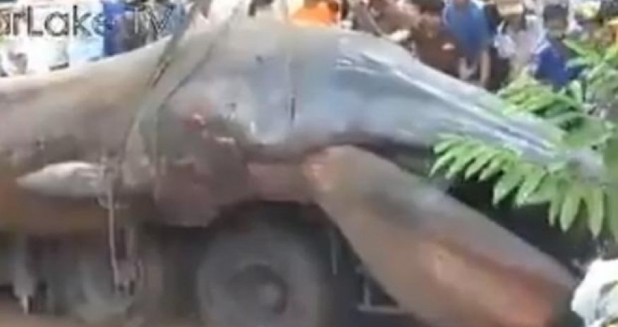 Strange sea-monster corpse found on coast of Vietnam - VIDEO