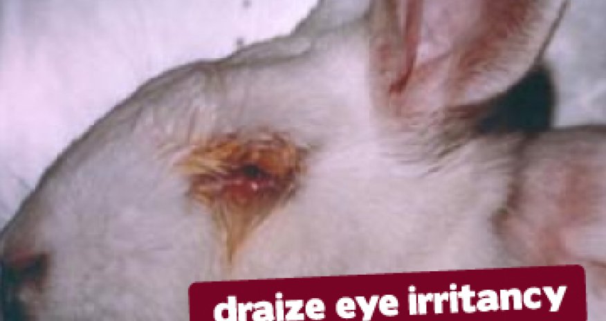 Cosmetic animal testing experiments pictures - PHOTO