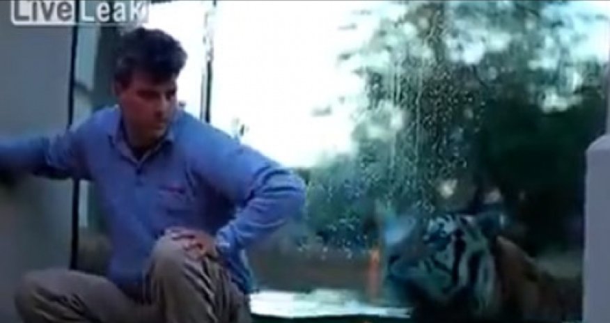 Why you should never turn your back on a tiger - VIDEO