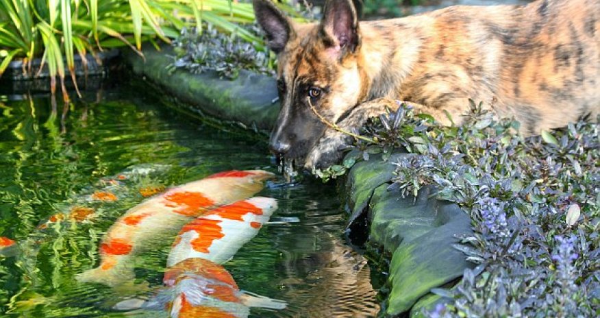 Dog sparks bizarre friendship with giant goldfish - PHOTO