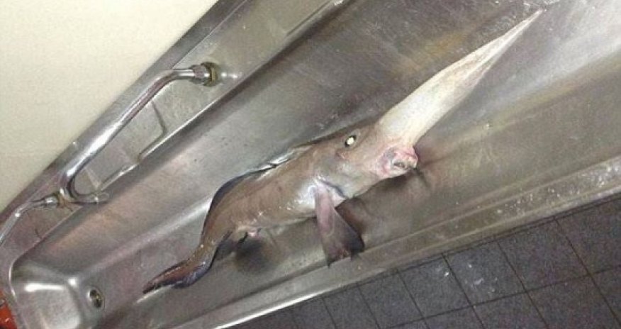 Long-nosed fish that lives 3,000ft below the ocean is caught PHOTO+VIDEO