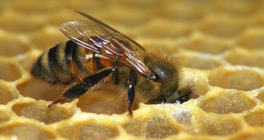 Can honey bees really be trained to detect cancer in ten minutes?