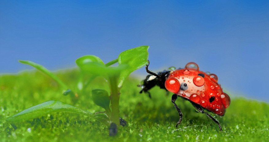 Photographer captures the tiny world of insects in crystal-clear detail - PHOTO