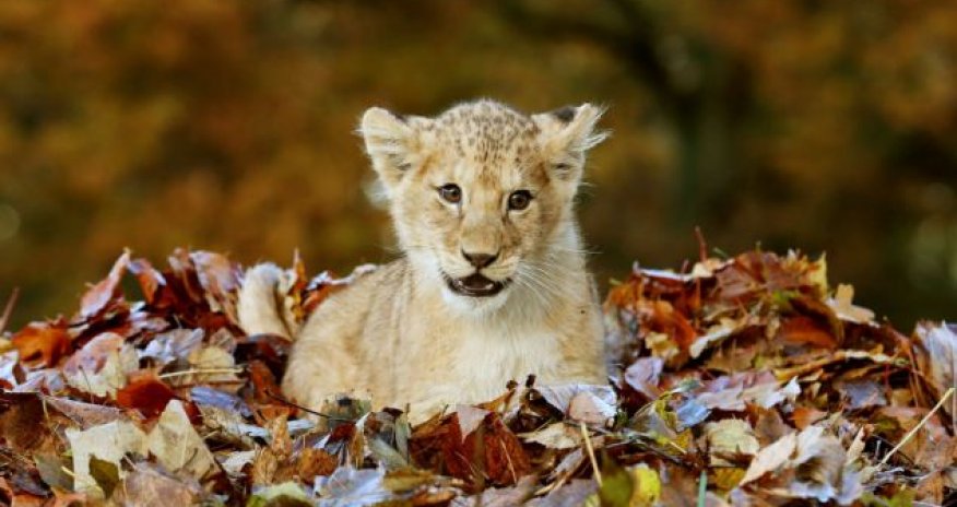 Adorable lion cub Karis loves playing with Autumn leaves - PHOTO