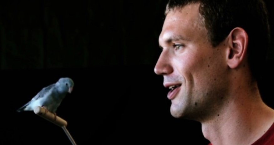 Unlocking secrets of bird flight to build flying robots