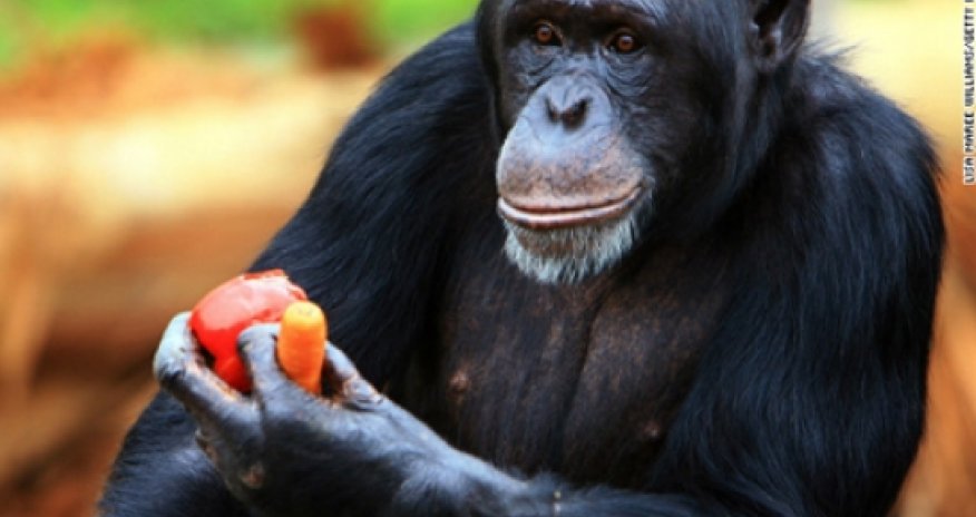 Are we really different from animals?