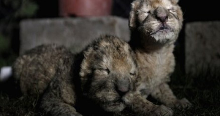 Lion cubs born in Gaza zoo die two days after birth