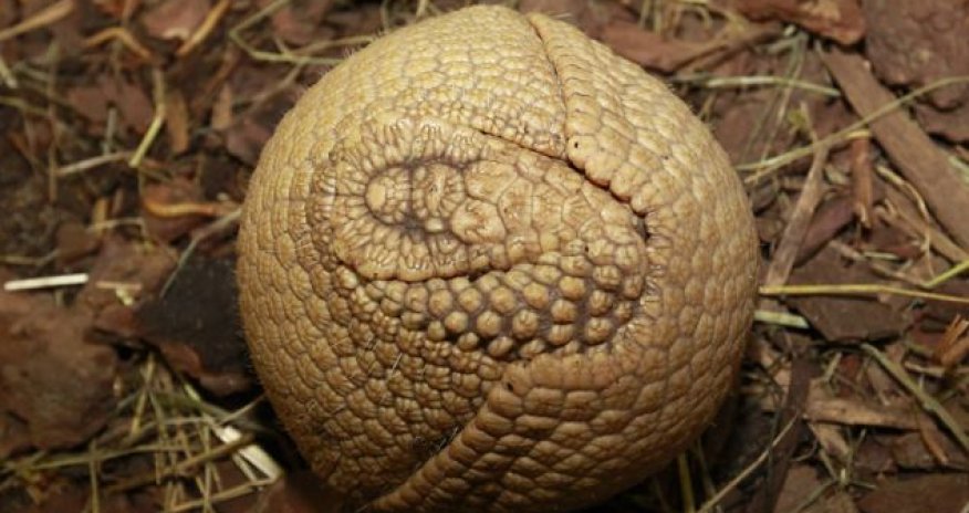 Shy baby armadillo finally opens up to greet the world - PHOTO