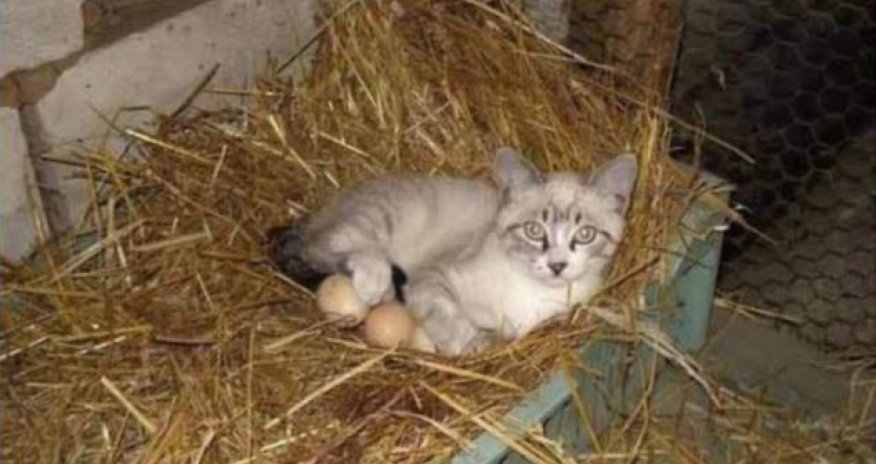 What are you doing there, cat? - PHOTO