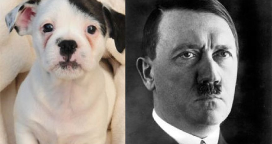 Patch the puppy is a dead ringer for the Fuhrer - PHOTO