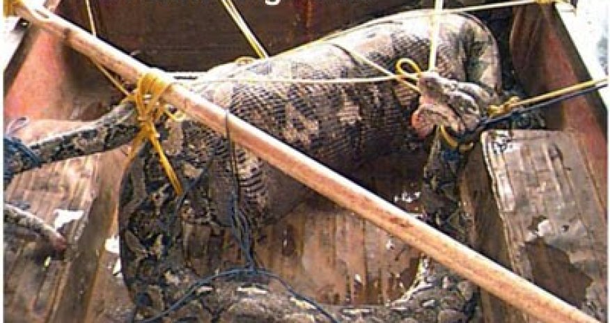 Snake eats pig alive - PHOTO+VIDEO