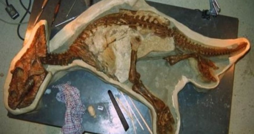 Perfectly preserved skeleton of a baby Chasmosaurus unearthed