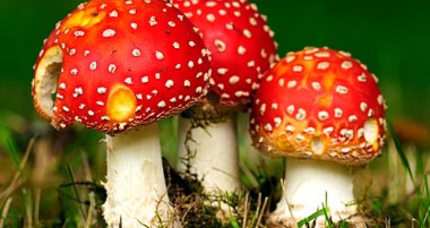 World's most dangerous foods - PHOTO