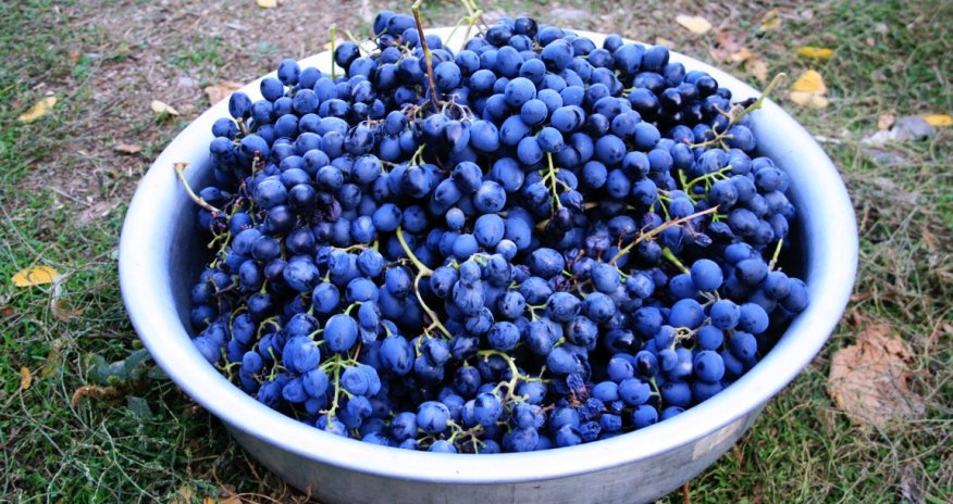 Grape harvesting in Azerbaijan - PHOTO