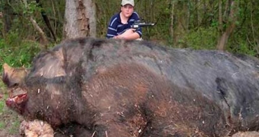 World’s largest pig – hogzilla II