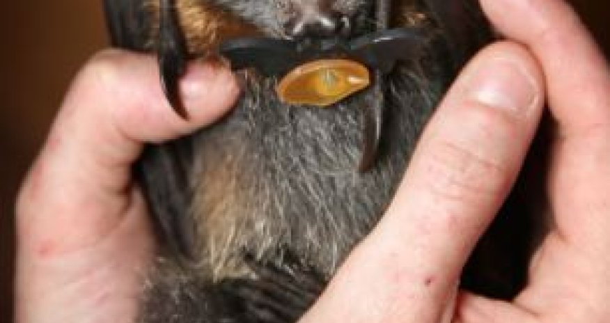 Orphaned baby flying foxes find a new home - PHOTO