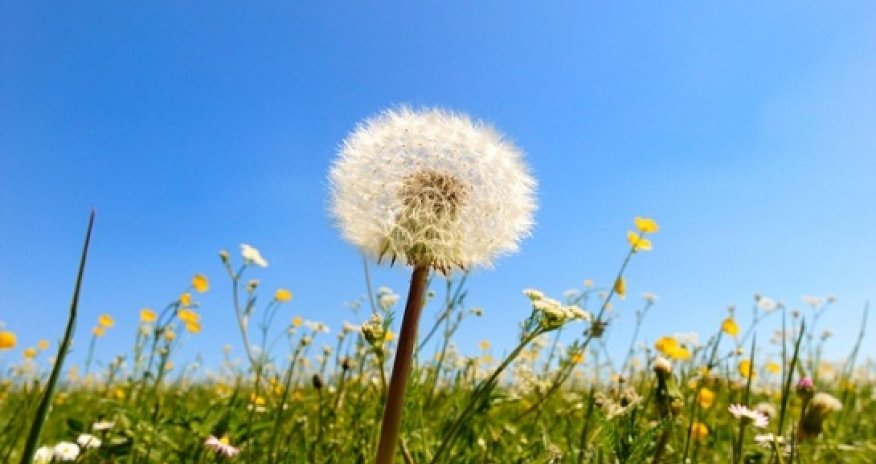 Young girl had a 'fully grown' dandelion inside her ear