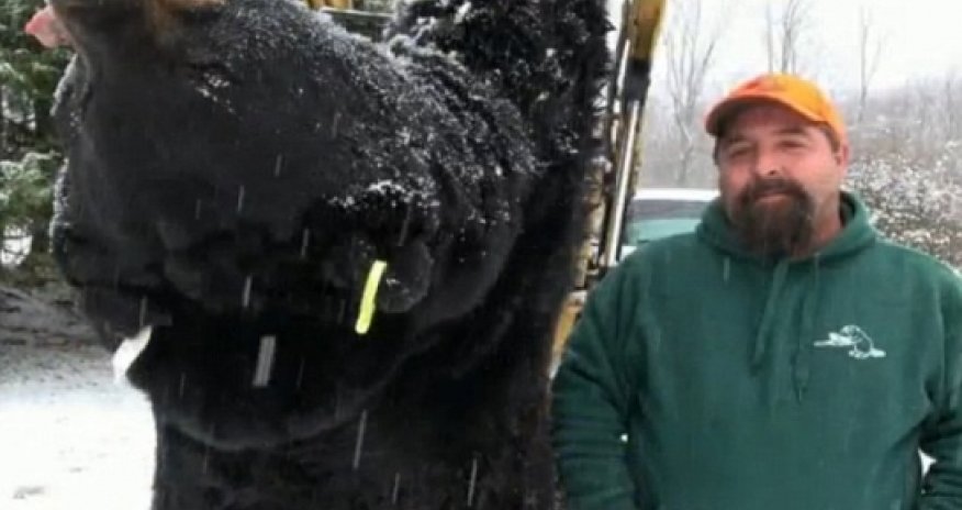 Hunter bags huge 772lb black bear in annual hunt - PHOTO