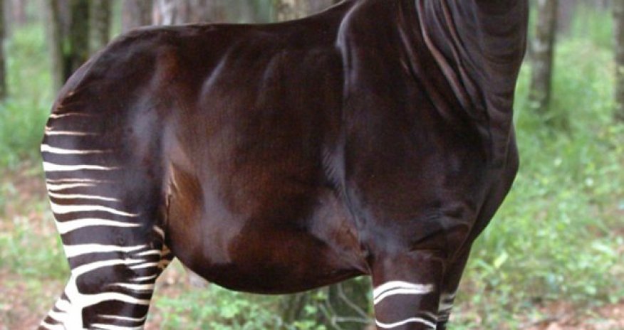 Shocking report reveals that 21,286 animal species are nearly extinct - PHOTO