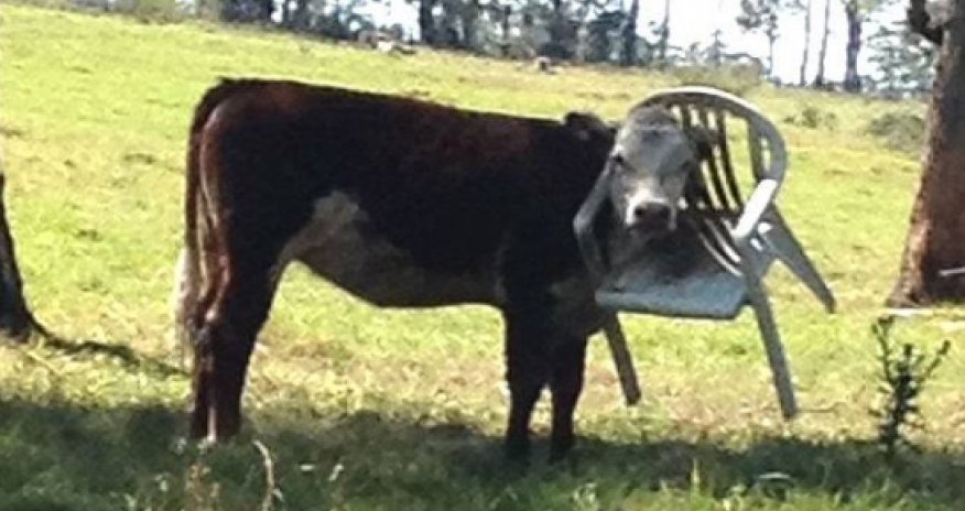 Cow to be rescued after getting its head stuck in a plastic garden chair