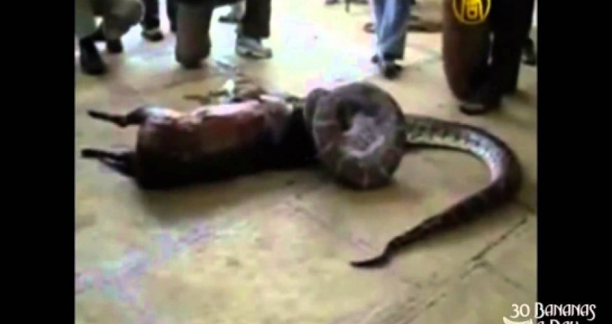 Python swallowes a deer alive, then spits it out - VIDEO