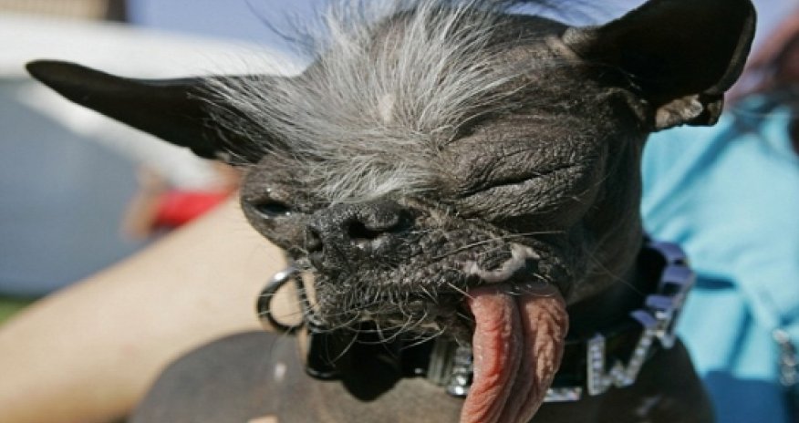 Elwood, crowned 'World's Ugliest Dog', has died aged 8