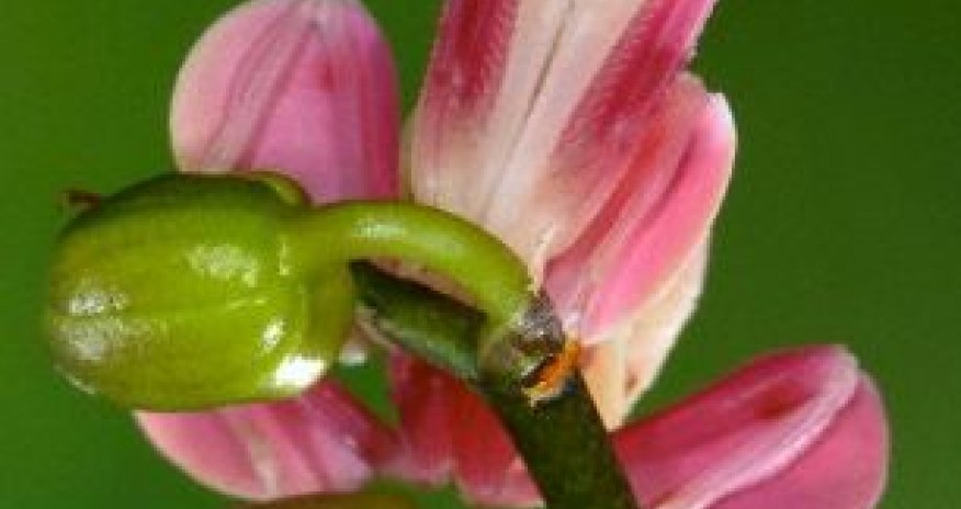 Plant or predator? - PHOTO