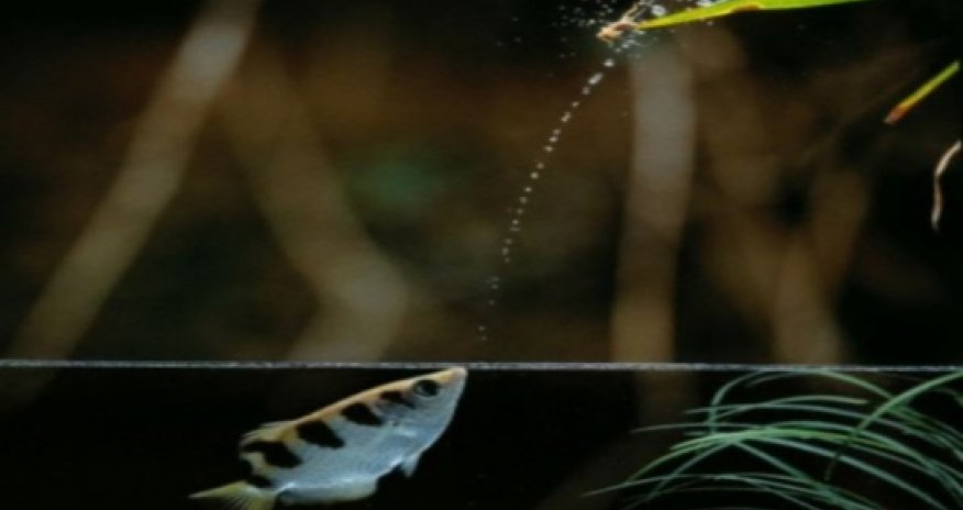 The fish that spits to kill - VIDEO