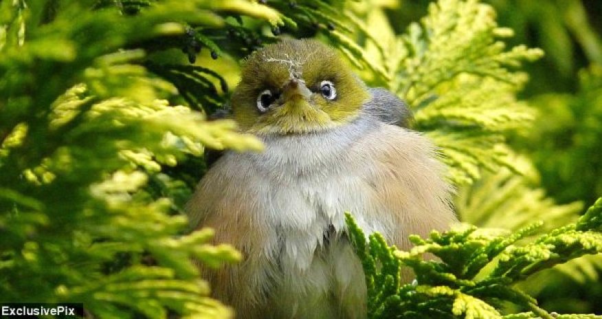 Real life Angry Birds - PHOTO